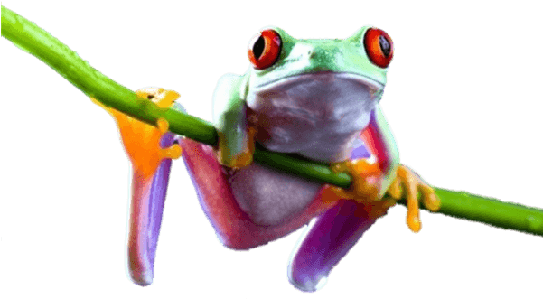 Animales - Red Eyed Tree Frog Png (600x350), Png Download