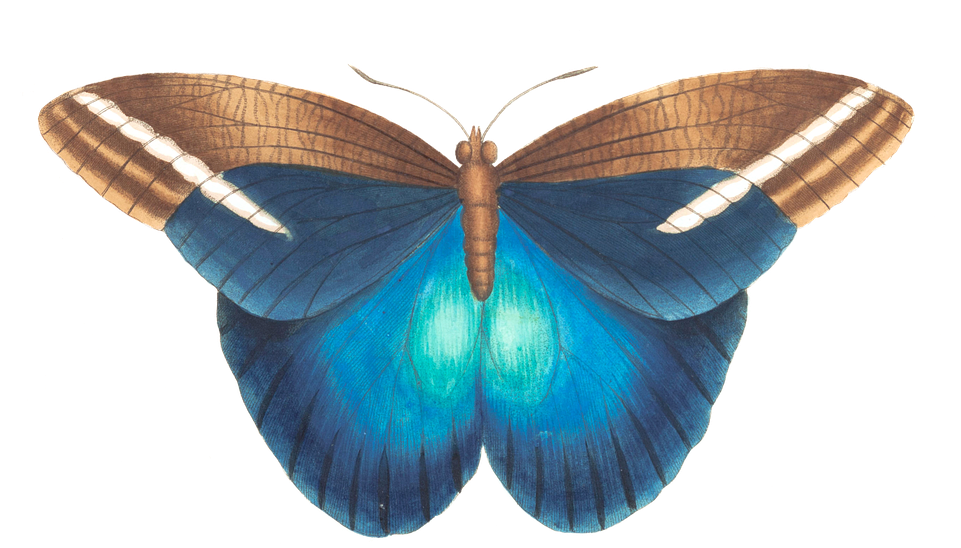 Mariposa Vintage Png - Beautiful Vintage Blue Butterfly Illustration Mugs (960x563), Png Download