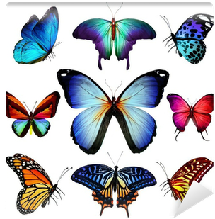 Fotomural Muchas Diversas Mariposas Volando, Aislado - Many Different Butterflies Flying Isolated On White (400x400), Png Download