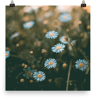 Field Of Flowers / Poster Print - Flower Field (480x480), Png Download