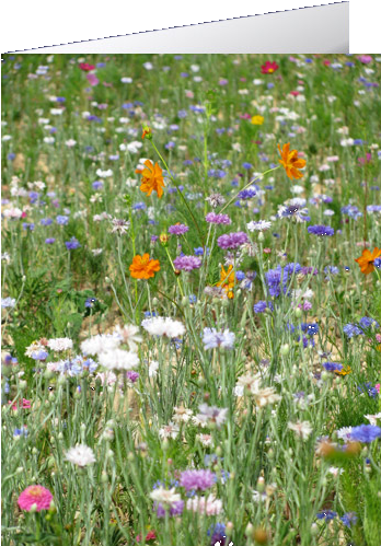 A Field Of Flowers - Flower Field (350x550), Png Download