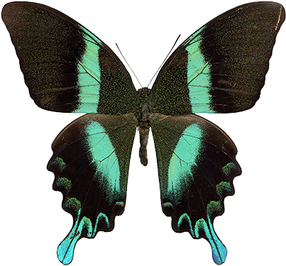 Sin Embargo, La Delicada Belleza De Las Alas De Mariposa - Papilio Blumei (500x413), Png Download