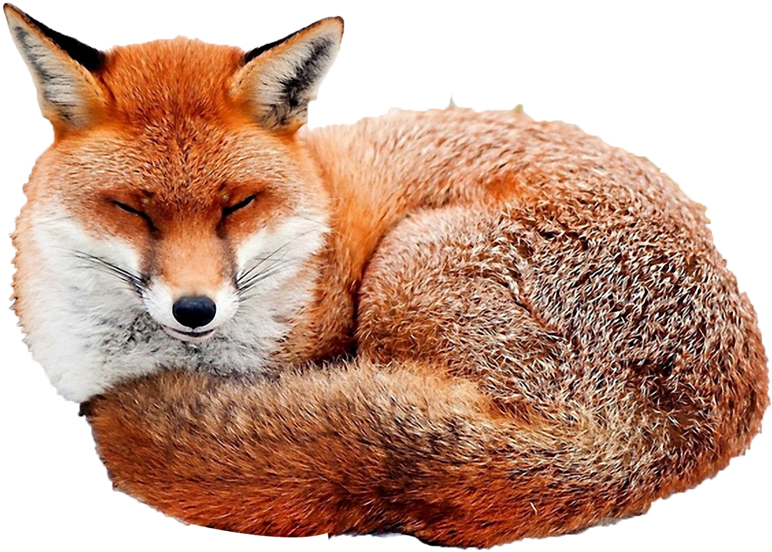 Png Images - Fox - Cute Baby Animals In Snow (1600x1000), Png Download