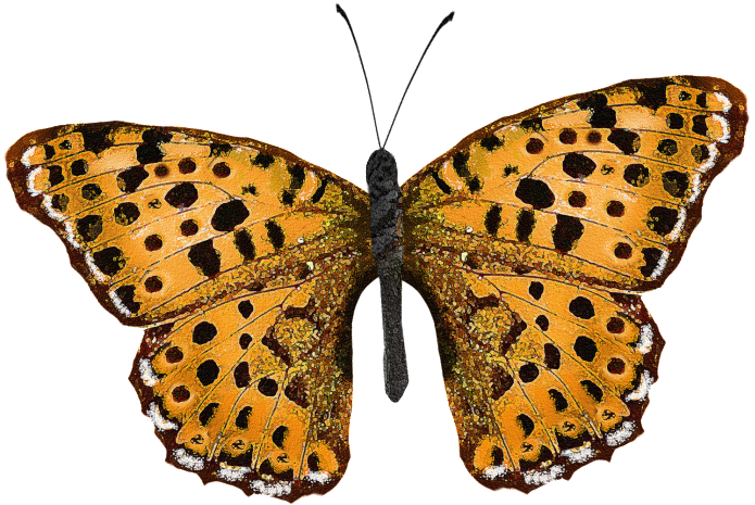 Png Transparente Png Para Animal Mariposa Espécimen - Design (1024x716), Png Download