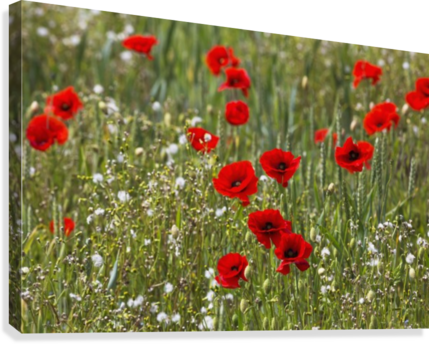 Red And White Flowers Blossoming In A Field - Posterazzi Red And White Flowers Blossoming (429x344), Png Download