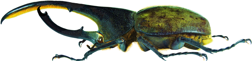 Insecta - Dynastes Hercules Lichyi Lachaume (885x223), Png Download