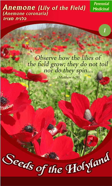 Packet Of Seeds To Grow This Beautiful Protected Wildflower - Israel National Flower (650x650), Png Download