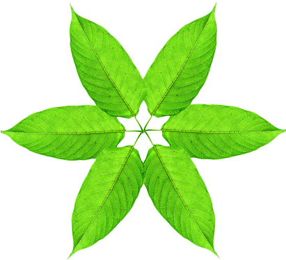 More Kratom Leaves In A Happy Circle - Kratom Leaf (410x410), Png Download