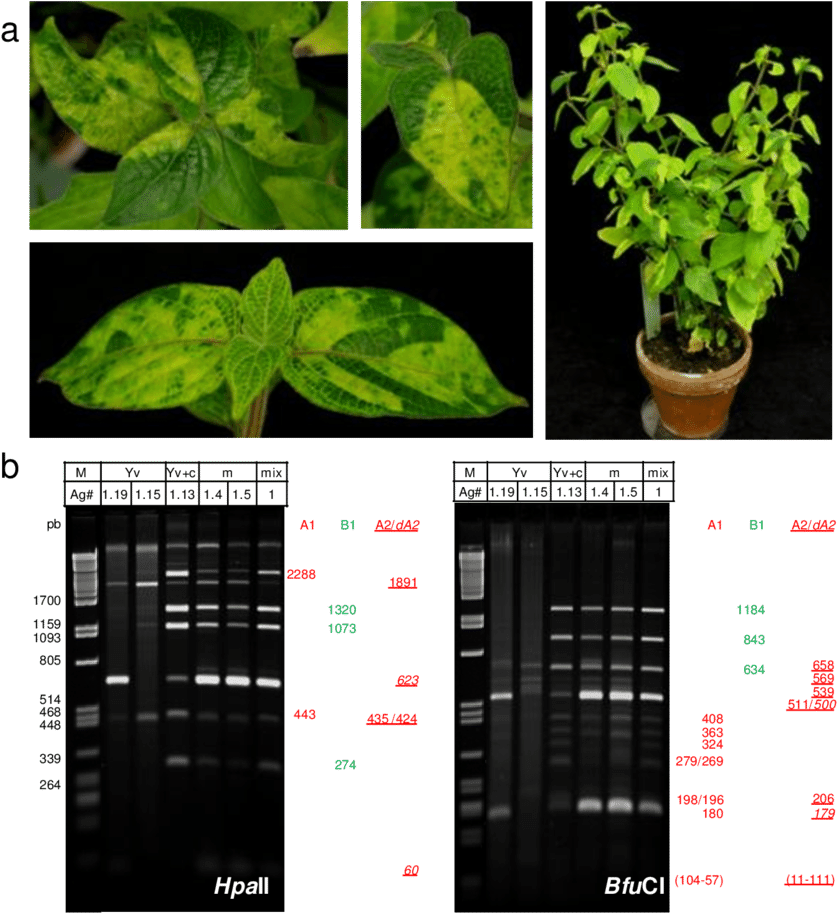 Symptoms Segregation In Asystasia Gangetica Plant And - Gel Electrophoresis (850x920), Png Download
