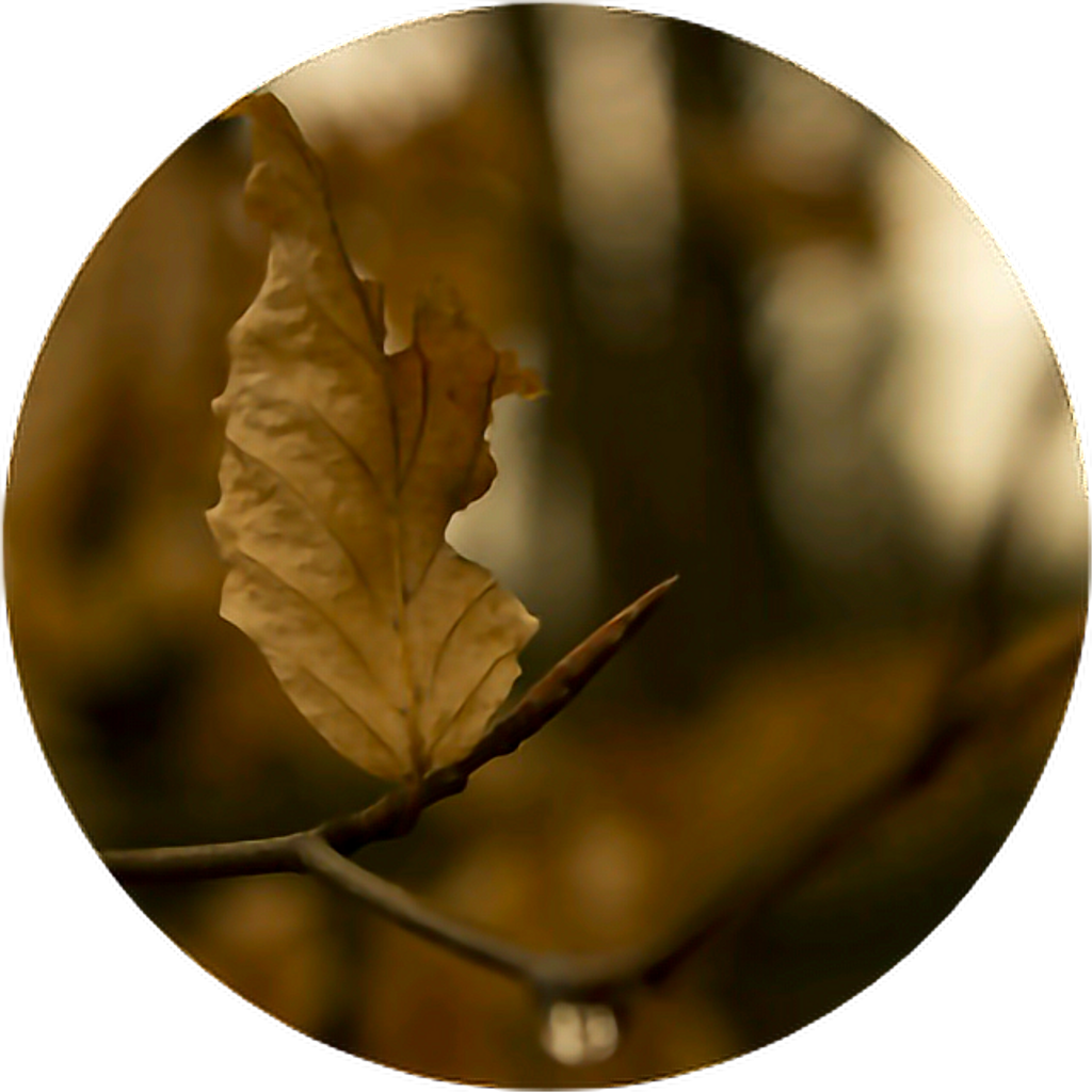 Leaf Branch Nature Brown Circle Aesthetic Aestheticcirc - Brown Aesthetic (1024x1024), Png Download