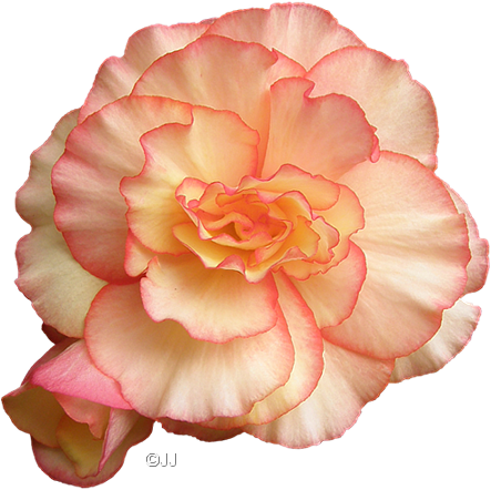 Quote - Carnation (443x442), Png Download