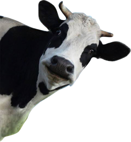Funny Cow Isolated On A White Background (444x482), Png Download