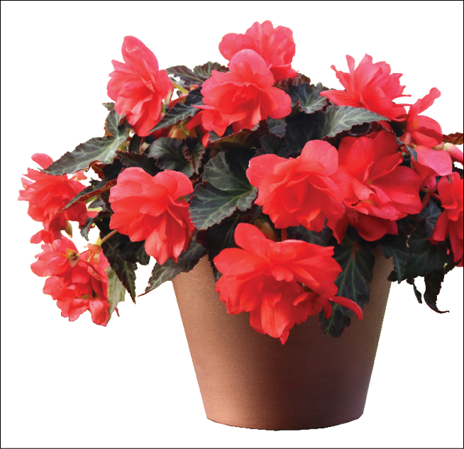 Bred By Dümmen Orange - Iconia Miss Malibu Begonia (654x633), Png Download