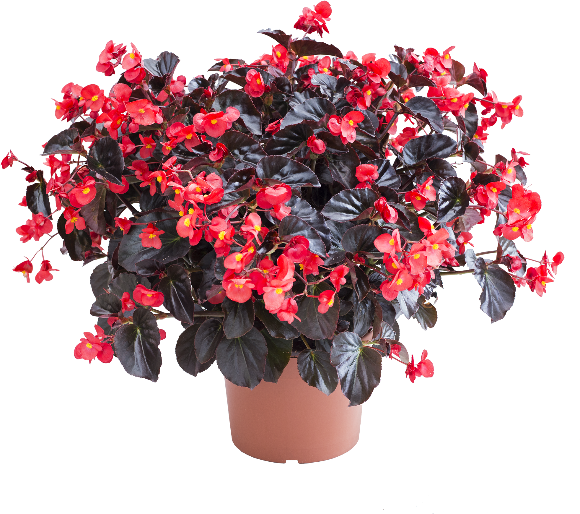 Begonia Viking Xl Red On Chocolate - Chocolate (2000x2000), Png Download
