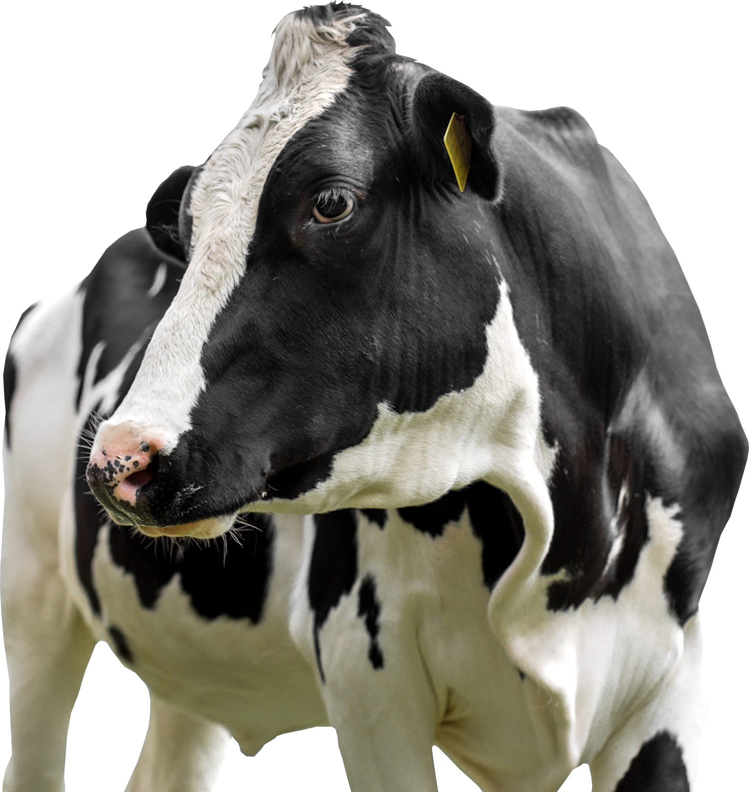 Dairy - Cattle (1500x1586), Png Download