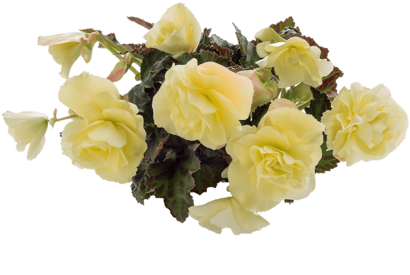 More Information - Begonia (1000x667), Png Download