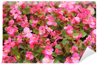 Bougainvillea (400x400), Png Download