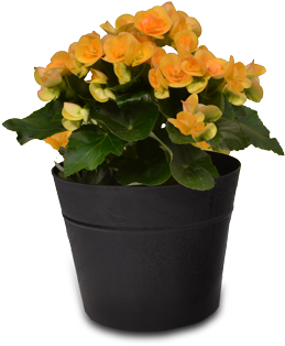 Premium Begonia - Begonia (375x375), Png Download