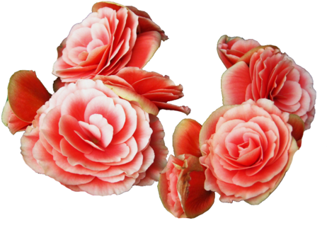 Begonia - Tumblr - Crown (500x375), Png Download