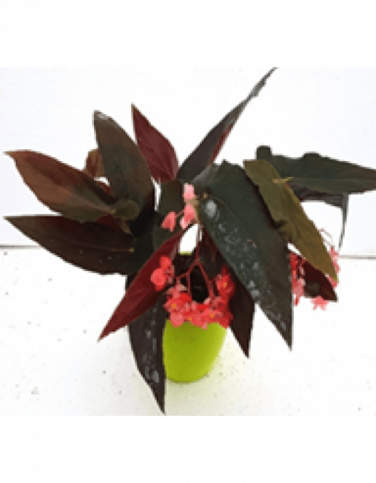 Begonia Coccinea Plant With Fertilizer & Plate Free - Begonia Coccinea (540x693), Png Download