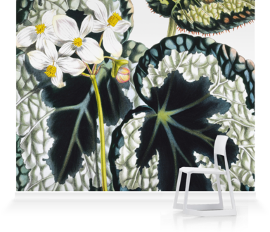 Murals Of Begonia Rex By Royal Horticultural Society - Narcissus (384x329), Png Download