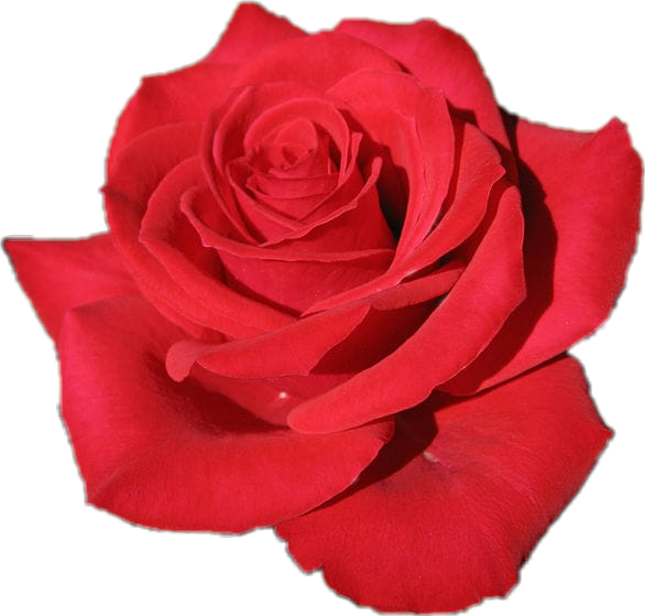 Red Queen Rose (586x559), Png Download