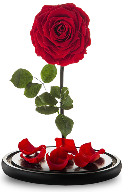 Solo Disfruta De Su Belleza - Rosas Rehidratadas (521x675), Png Download