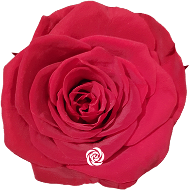 Rosas Preservadas - Garden Roses (450x450), Png Download