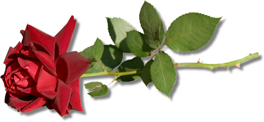 Rosaroja - American Holly (529x244), Png Download