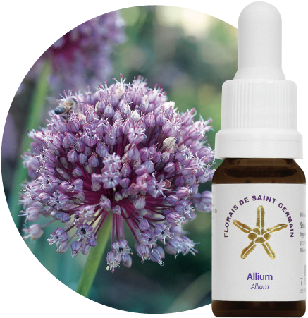 Allium - Fsg - Florais De Saint Germain (500x500), Png Download