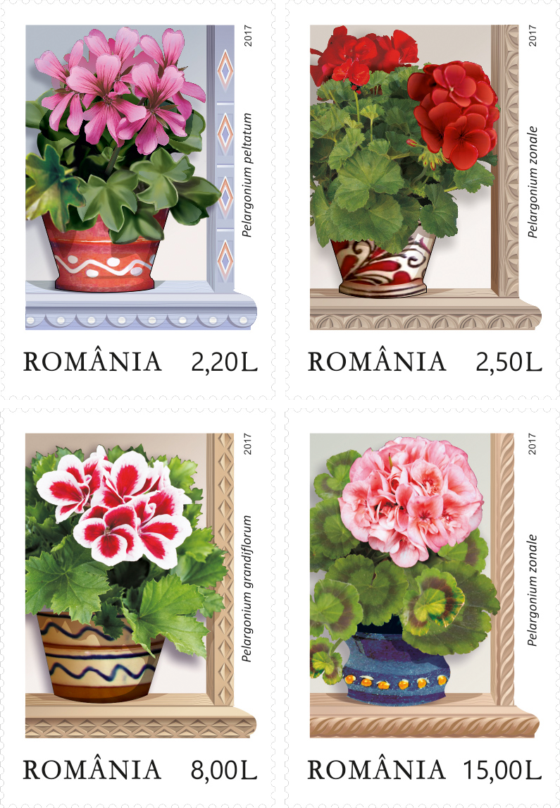 Window's Smile Geraniums - Garden Roses (795x1146), Png Download