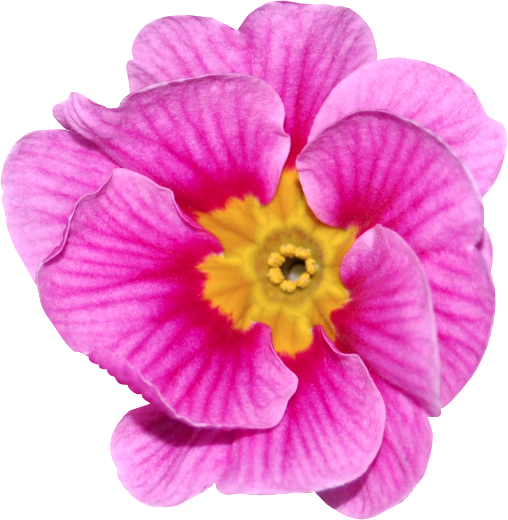 Flores De Color Rosa Roja Png Transparente - Portable Network Graphics (1024x1047), Png Download