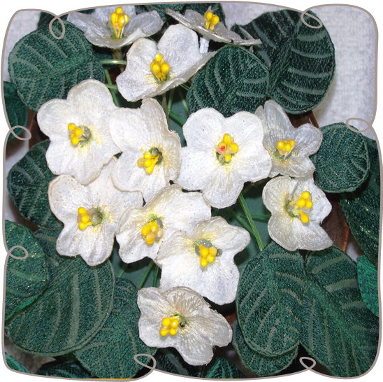 Fabric White African Violet - African Violets (580x580), Png Download