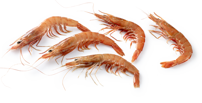 Marisco Gamba - Cuantas Patas Tiene Una Gamba (700x360), Png Download