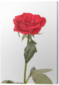 Cuadro En Lienzo Primer Plano De La Rosa Roja • Pixers® - Floribunda (400x400), Png Download