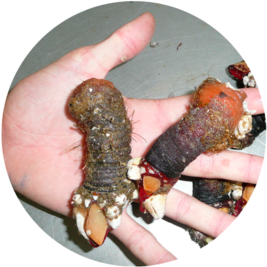 Terra Do Marisco - Mariscos Percebes (400x400), Png Download