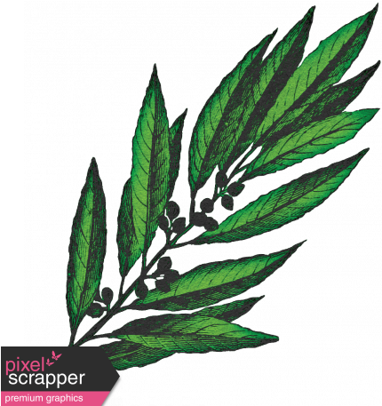 Spring Day Collab - Bay Laurel (456x456), Png Download