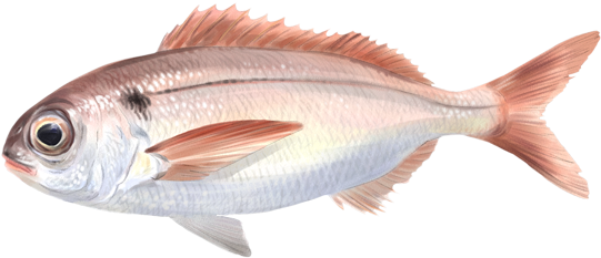 Besugo - Besugo Pez (600x300), Png Download