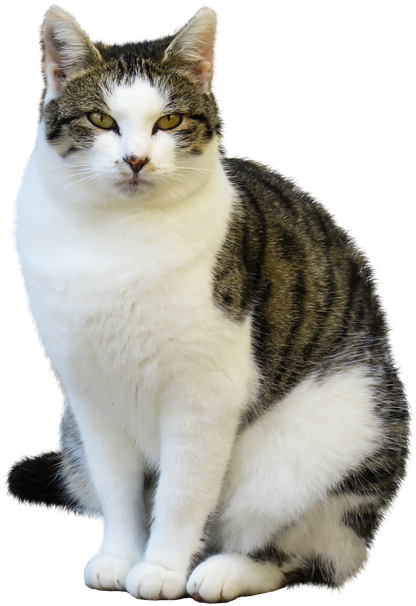Animal, Cat, Pet, Isolated, Sit, Wait - Imagenes De Animales Gato (777x720), Png Download