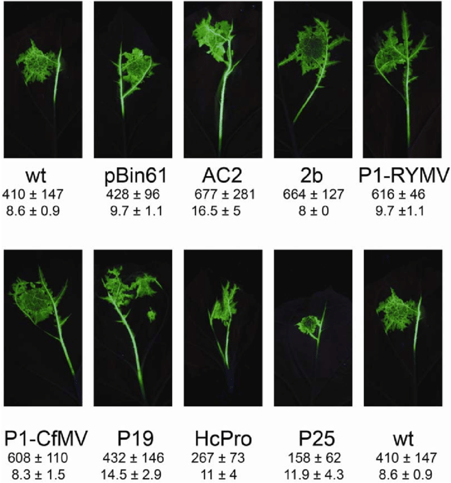 Lesions Of The Crucifer Infecting Tobacco Mosaic Virus - Tobacco Mosaic Virus (850x708), Png Download