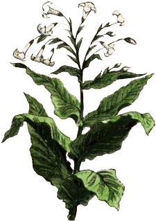 Kumbayá - Organic Tobacco - Giclee Painting: Tobacco Plant, 24x18in. (366x488), Png Download