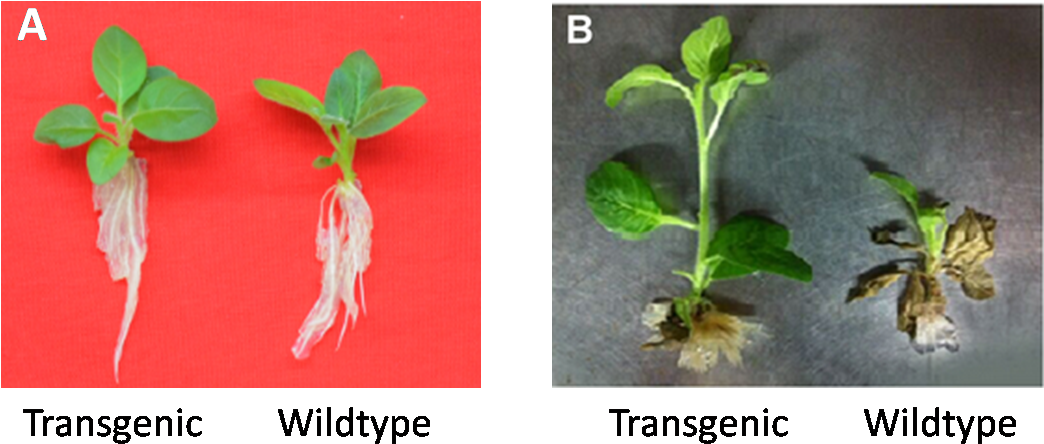 9 Phenotype Testing Of Transgenic Plants And Wildtype - Transgenic Plants (1118x529), Png Download