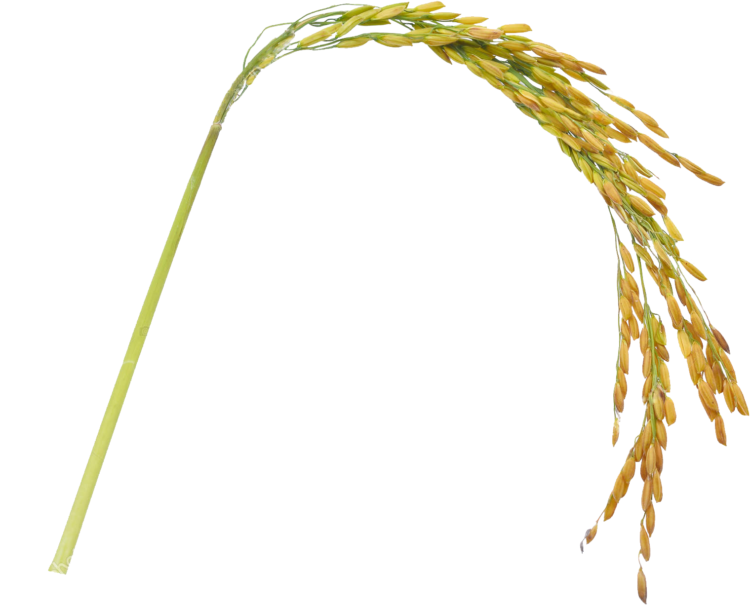 Postres - - Blue Elephant Riz Thaï Au Jasmin (1600x1685), Png Download