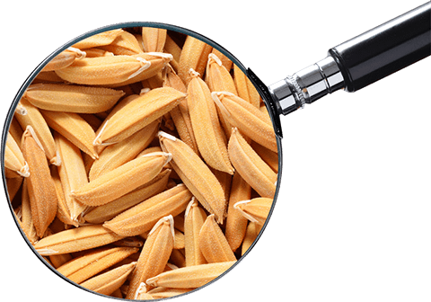 Type Of Grain - Paddy Seed (480x336), Png Download