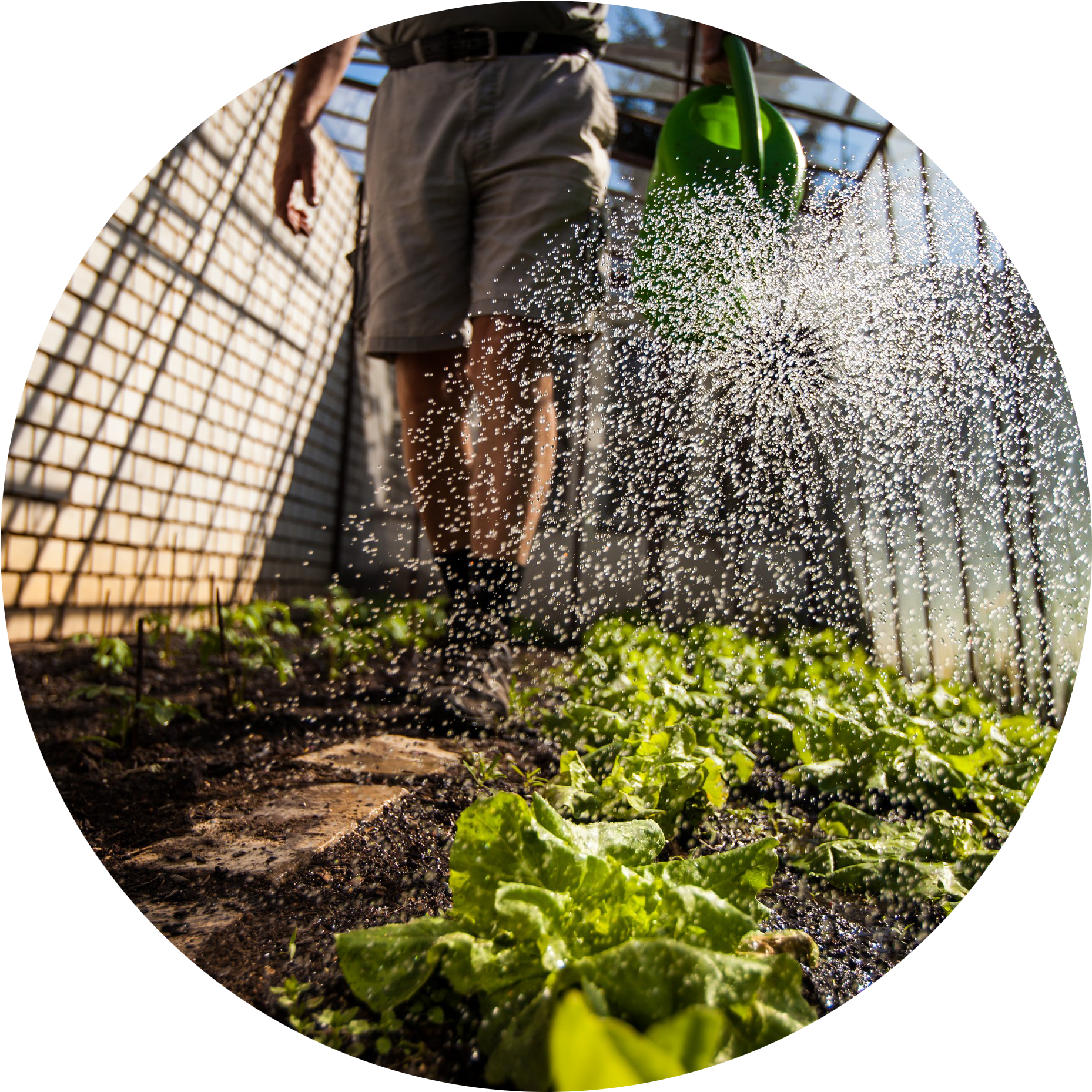Water Management Watering Beds W- Can Circle - Tomato (1872x1872), Png Download