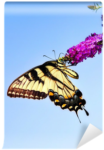 Eastern Tiger Swallowtail Butterfly On Butterfly Bush - Eastern Tiger Swallowtail (400x400), Png Download