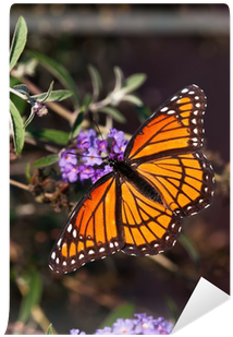 Viceroy Butterfly On Butterfly Bush Wall Mural • Pixers® - Viceroy Butterfly (400x400), Png Download