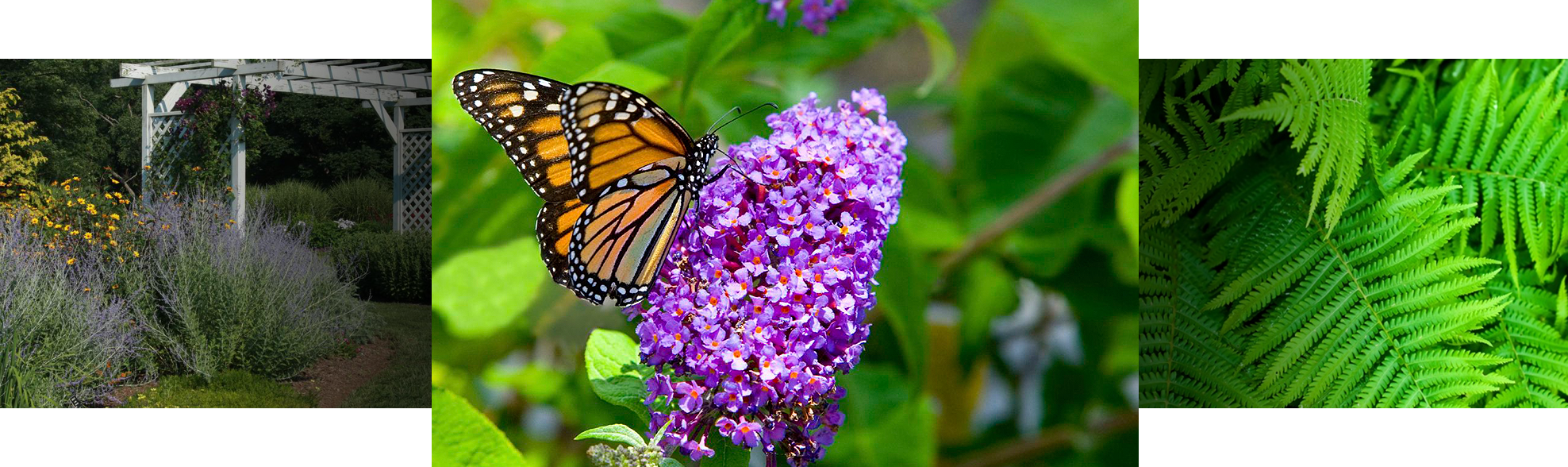 Gardening Is A Rewarding Hobby But It Can Be Frustrating - Butterfly Photography (1976x588), Png Download