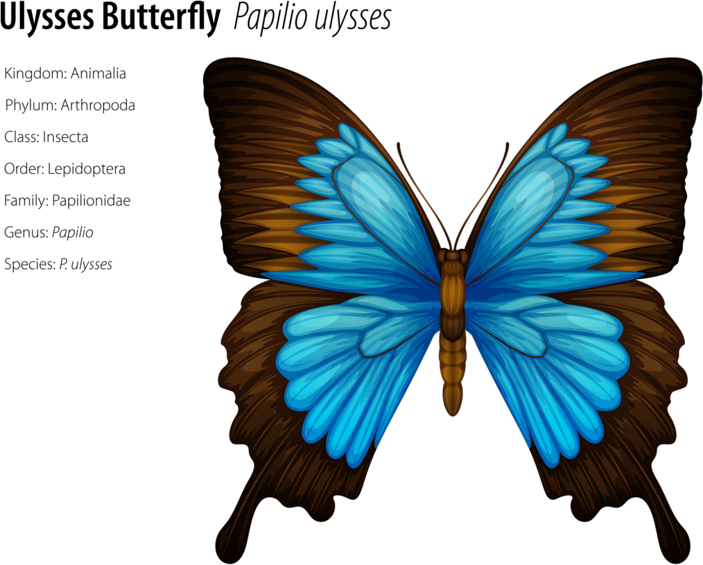 Insects 6 - Incredibuilds: Butterfly 3d Wood Model (1024x815), Png Download