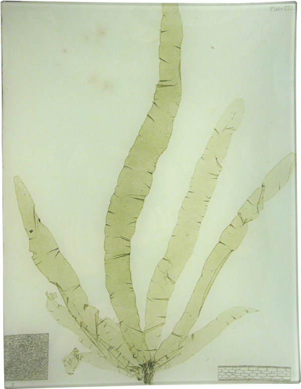 13t Seaweed 01 V=1527791812 - Agave (800x800), Png Download